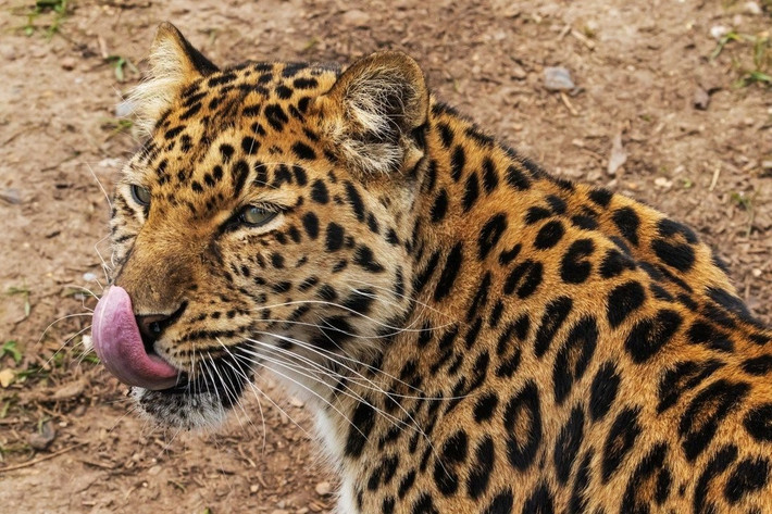 Nếu mất báo Amur, nhân loại mất một di sản không thể thay thế Chưa đến 100 cá thể giữa thiên nhiên hoang dã là lời cảnh tỉnh về hậu quả của sự thờ ơ trong bảo tồn. Tương lai của loài báo này giờ phụ thuộc vào quyết tâm toàn cầu – hoặc là sống, hoặc là biến mất mãi mãi.
