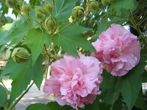 Vào những ngày như Rằm hay mùng Một, người ta cầu mong sự hanh thông, bền vững, trường tồn - những điều mà hoa phù dung gần như... đối lập hoàn toàn. Bày loại hoa này lên bàn thờ dễ khiến người ta liên tưởng đến những điều chóng vánh, không bền lâu, thậm chí "lộc đến rồi đi".