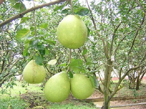 Khác với cây cảnh thuần túy, 4 loại cây kể trên đều thuộc nhóm cây phong thủy lâu năm bén rễ sâu, gắn chặt với mạch đất, mạch khí. Chúng không chỉ có giá trị vật chất mà còn mang theo năng lượng phúc khí tích tụ theo thời gian.
