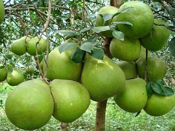 Nếu bưởi ra hoa đúng vào dịp cuối năm, nhiều người tin đó là điềm báo năm mới tài lộc đong đầy. Cây bưởi lâu năm còn gắn liền với hình ảnh giữ của, giúp bảo vệ tài vận của gia đình.