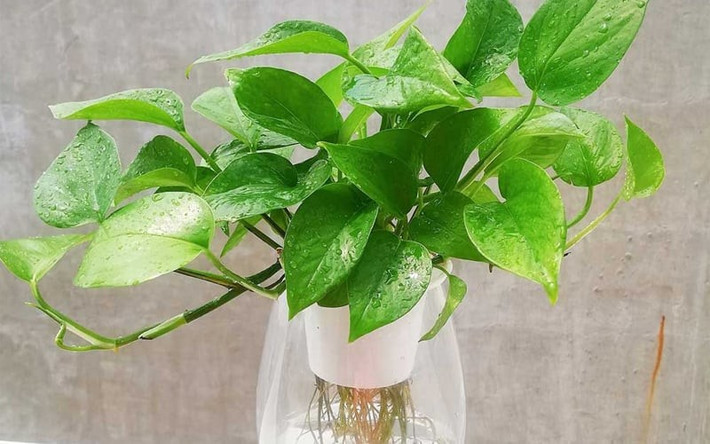 Với phần thân leo mềm mại, lá xanh bóng hình trái tim, cây trầu bà được tin là giúp thu hút tài lộc và giữ cho không khí trong nhà luôn "mượt mà" và dễ chịu.