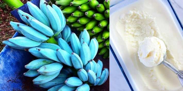 Theo những người dân bản địa, chuối xanh "Java" có hương vị rất ngọt và ngậy, được mô tả là y hệt như kem vani.