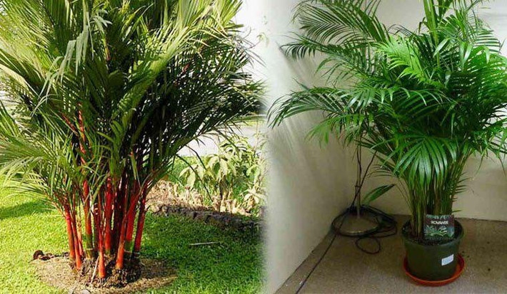 Dừa cảnh có màu xanh tươi, nhẹ và mềm mại, sống động và mềm mại, mang bầu không khí của rừng mưa nhiệt đới. Đặt trong nhà để làm tươi mát mắt, điều hòa độ ẩm không khí và tạo bầu không khí tự nhiên dễ chịu.