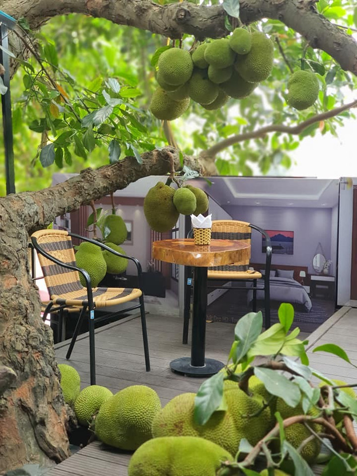 Ngược lại, nếu trồng cây mít ở phía sau nhà, mọi vấn đề kể trên đều được hóa giải. Tán cây rộng sẽ giúp che mát phần hậu, điều hòa không khí và bảo vệ ngôi nhà khỏi nắng nóng.