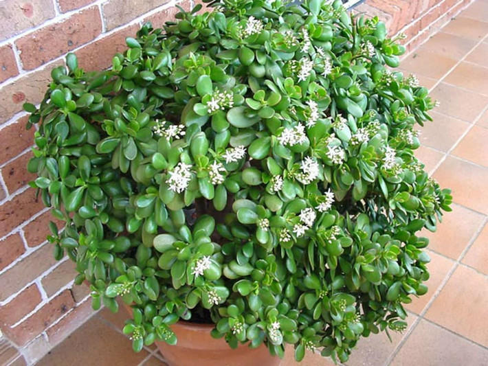 Loài cây này dễ chăm, có thể uốn tạo dáng bonsai, vừa trang trí đẹp, vừa có khả năng thanh lọc không khí và giúp cải thiện chất lượng giấc ngủ.