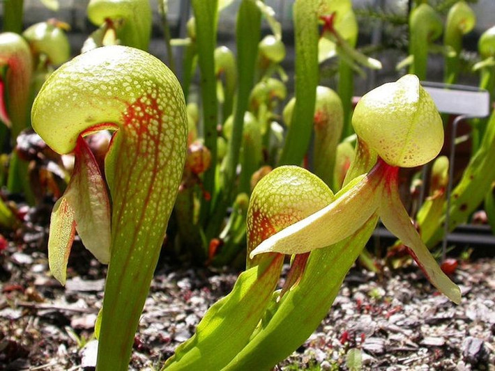 Do phạm vi sinh sống hẹp và sự xâm lấn của con người, loài cây này đang đối mặt với nguy cơ suy giảm số lượng. Việc bảo vệ môi trường tự nhiên của nó là rất quan trọng để đảm bảo sự tồn tại lâu dài.