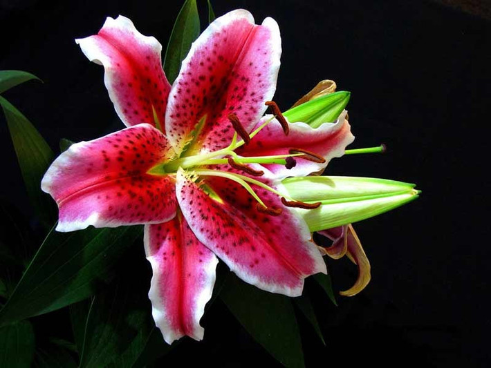 Từ "ly" trong tiếng Hán mang nghĩa chia ly, ly biệt. Trong quan niệm dân gian, đầu tháng là lúc nên tránh những điều xui rủi, không lành, vì thế việc dâng một loại hoa mang ý nghĩa chia cách lên bàn thờ bị cho là không tốt cho đường tài lộc, tình cảm hay sức khỏe của các thành viên trong nhà.