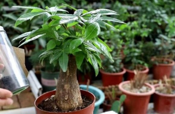 Dễ chăm sóc, tươi lâu, lại hút khí độc, cây kim ngân xứng đáng xuất hiện trong mọi không gian sống hiện đại, vừa đẹp vừa giúp cả nhà khỏe mạnh.