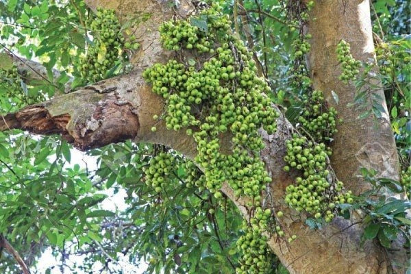 Một trong “tứ linh” xanh của phong thủy nhà Việt. Sung thường được xếp cùng đa, sanh, si trong nhóm cây phong thủy tứ linh. Một số quan niệm còn coi sung là một phần của bộ “Tam đa”: Sung – Vừng – Tuế.