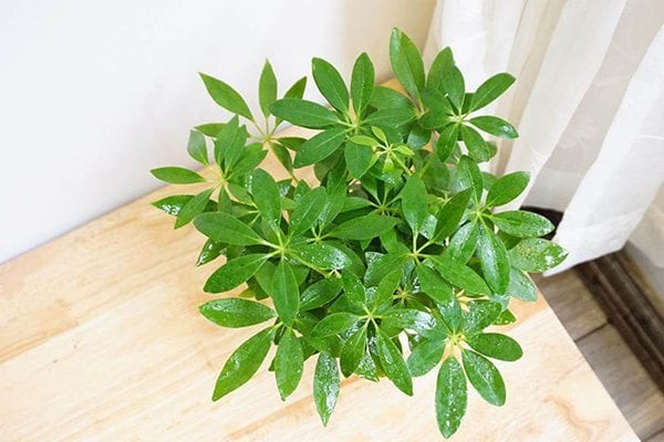 Đặt cây trong phòng ngủ giúp cải thiện giấc ngủ sâu: Cây ngũ gia bì giúp lọc khí, bổ sung oxy, làm dịu tâm trí và tạo không gian dễ chịu, giúp bạn ngủ ngon hơn, tăng cường sức khỏe mỗi ngày.