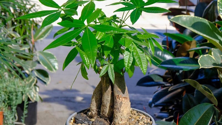 Cây thường được đặt gần bàn làm việc, quầy thu ngân hoặc phòng khách, như một cách "giữ của" và thu hút năng lượng tài lộc. Dù chỉ là chậu nhỏ đặt bàn cũng đủ mang lại cảm giác an tâm và tích cực hơn mỗi khi nhìn thấy.