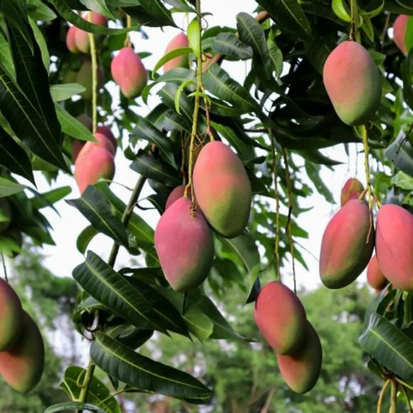 Xoài càng sống lâu, càng sai trái và ngọt đậm thì càng chứng tỏ vận nhà càng tốt. Đặc biệt, nếu xoài ra hoa vào đúng dịp đầu năm thì đó được xem là tín hiệu cực may báo hiệu một năm suôn sẻ, công việc làm ăn hanh thông.