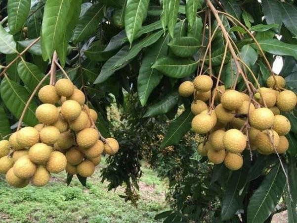Cây nhãn cũng gợi đến sự sum họp và viên mãn khi quả mọc từng chùm như ngọc. Cây dễ trồng, ưa nắng, thích hợp với đất tơi xốp và thoát nước tốt. Trồng nhãn ở sân trước hoặc lối đi vào nhà vừa làm đẹp cảnh quan vừa mang lại nhiều ý nghĩa tích cực.