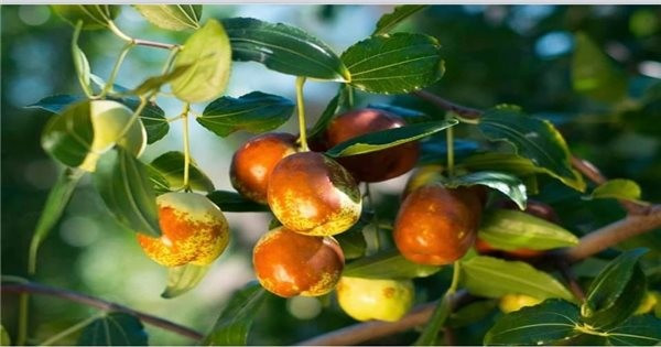 Những vật dụng nhỏ được chạm khắc từ gỗ táo tàu vừa chắc chắn vừa mang tính kỷ niệm, như lược và đũa gỗ táo tàu, đã trở thành một phần của cuộc sống hàng ngày.