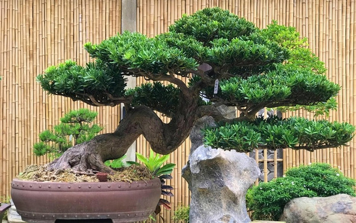 Đây cũng là cây cảnh "gia truyền" được cha ông để lại cho con cháu, có ý nghĩa tốt đẹp, tạo phúc cho thế hệ mai sau. Cây cảnh này cũng ngụ ý tài lộc. Người làm ăn thường coi cây này là người bảo vệ tài lộc trung thành, cành lá như tán cây, như thể có thể giữ chặt nguồn tài chính của gia đình.