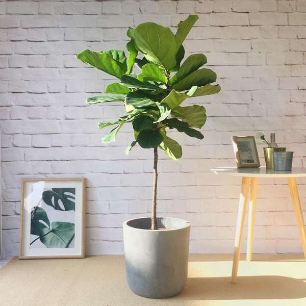 Nếu đúng như vậy thì nên trồng cây đa búp đỏ cẩm thạch vàng. Cây có bản chất cứng cáp, với những chiếc lá dày dặn, có màu vàng và xanh, giống như một bức tranh sơn dầu của một họa sĩ, tươi mới và tự nhiên, mang lại cho con người cảm giác tươi sáng.