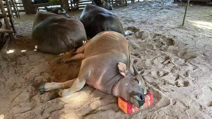 Người nông dân kinh nghiệm thường nhanh chóng đưa đàn vật nuôi về chuồng khi thấy hiện tượng này, để tránh giông lốc bất ngờ hoặc bão lớn.