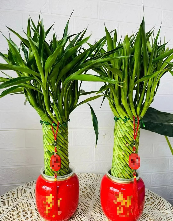 Với thân cao thẳng, lá vươn đều và màu xanh tươi mát, cây được xem là biểu tượng của sự khởi đầu thuận lợi, năng lượng tích cực và bình an lâu dài. Người Nhật tin rằng đặt cây phát tài ở cửa chính không chỉ giúp lọc khí, mà còn tạo cảm giác chào đón dễ chịu cho cả thành viên gia đình và khách đến.