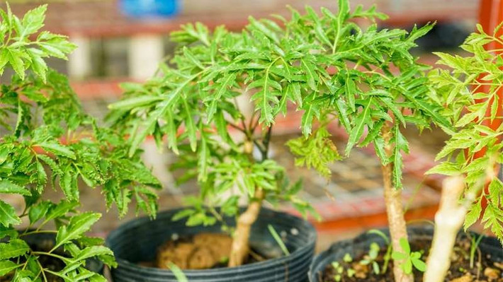 Trồng đinh lăng trước cửa nhà có phạm phong thủy?: Trong phong thủy, đinh lăng giúp trấn trạch, xua tà, thu hút tài khí, hóa giải mâu thuẫn, điều hòa tính khí các thành viên trong nhà.