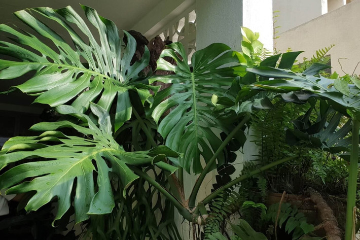 Đặt cao để vượng khí nâng đỡ Việc đặt trầu bà ở vị trí cao như trên kệ, bàn thờ Thần Tài – Ông Địa mang ý nghĩa “vượng thượng”, giúp chủ nhà gặp quý nhân, được trọng vọng và có tiếng nói.