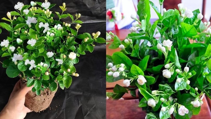 Hoa nhài: Hương nồng, dễ gây rối loạn không gian thờ tự. Hoa nhài có kích thước nhỏ, màu trắng thanh khiết và hương thơm ngào ngạt. Tuy nhiên, hương thơm này dù dễ chịu trong không gian sinh hoạt nhưng lại được cho là quá mạnh khi đặt trong phòng thờ. Mùi của hoa nhài dễ lấn át mùi hương trầm, khiến không gian thờ tự mất đi sự thanh tịnh cần có.