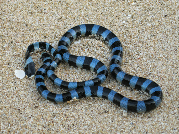 7. Blue Krait – Rắn Cạp Nong Xanh: Lặng lẽ và chết chóc, Blue Krait hoạt động về đêm và tấn công trong lúc con người ngủ say. Nọc độc của nó đủ mạnh để gây liệt hoàn toàn và ngừng hô hấp chỉ sau vài giờ.