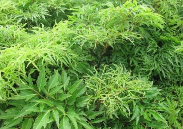 Đinh lăng – Cây thuốc quý dễ trồng, dễ dùng, nhiều lợi ích: Lá giúp giải độc, lợi tiểu; rễ – củ có tác dụng tiêu viêm, phục hồi cơ thể suy nhược. Cây lâu năm còn có giá trị kinh tế rất cao.