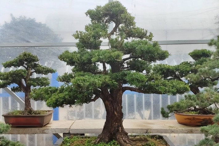 Cây cảnh tùng La Hán thẳng đứng, xanh tươi quanh năm, như một người bảo vệ điềm tĩnh trong sân. Chữ "La Hán" trong tên của nó có nguồn gốc sâu xa từ ý nghĩa của trí tuệ phi thường và tính cách kiên cường.