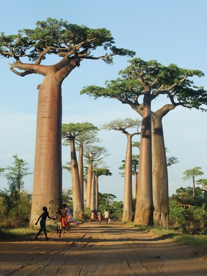 Loài cây có thể chứa khoảng 120.000 lít nước nổi tiếng thế giới là cây baobab (tên tiếng tiếng Anh là boab, tiếng Pháp baobab). Theo các nhà khoa học, baobab là một chi của 8 loài cây thân gỗ có kích thước từ vừa đến lớn, thuộc phân nhánh họ gạo (bombacoideae).