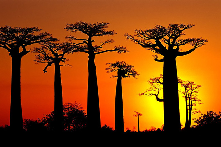Ngay cả khi những thân cây baobab mục ruỗng, người dân sửa sang và biến chúng thành những ngôi nhà đặc biệt. Theo đó, loài cây khổng lồ này đóng vai trò quan trọng trong cuộc sống của người dân ở châu Phi.