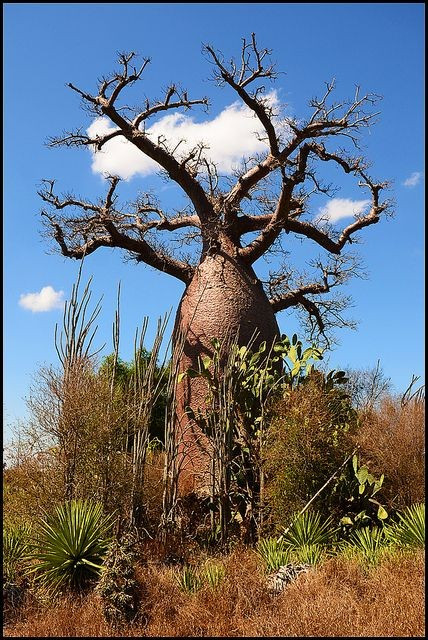 Một số cây baobab có thể sống tới hơn 2.000 năm. Theo đó, đây là loài cây thân gỗ sống lâu nhất trên Trái đất.
