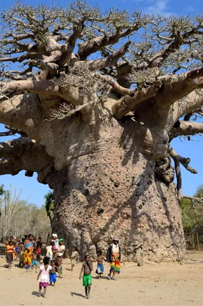 Các nhà nghiên cứu cho hay cây baobab có thể lưu trữ tới 120.000 lít nước để đảm bảo chúng có thể tồn tại trong các điều kiện khô cằn trong thời gian dài.