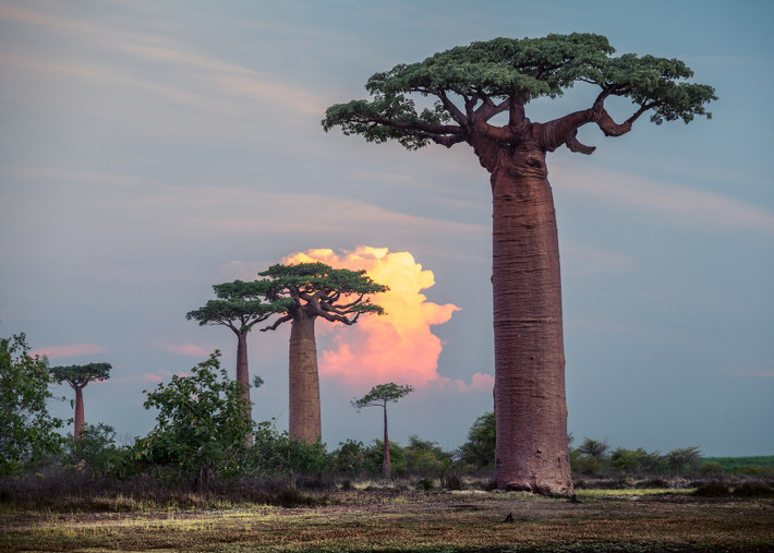 Một điều thú vị về loài cây baobab đó là chúng có khả năng giữ nước rất tốt nhờ bên trong thân cây to phình ra.