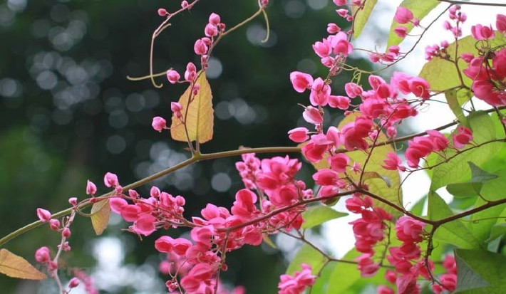 Với chỉ từ 50.000 đồng, bạn đã có thể sở hữu một chậu tigon. Những cây trưởng thành có thể tạo thành vòm leo đẹp như tiểu cảnh trong phim.