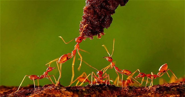 Hiện tượng kiến bò dài hàng đàn là dấu hiệu trời mưa lớn đang tới. Kinh nghiệm dân gian đã đúc kết: “Kiến càng bò cao, trời càng mưa lâu.”