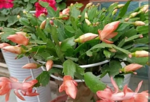 Nếu thực sự yêu vẻ đẹp của loài hoa này, bạn nên đặt cây ở nơi có khí hậu ổn định hơn như bệ cửa sổ trong nhà, gần ánh sáng dịu nhẹ, có gió thoáng nhưng không lạnh buốt. Lan càng cua không khó trồng nếu bạn đủ kiên nhẫn để chiều chuộng đúng cách.