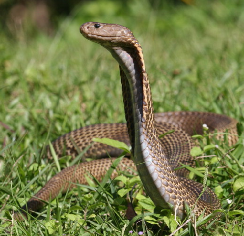 6. Philippine Cobra – Rắn Hổ Mang Philippines: Philippine Cobra không chỉ sở hữu nọc độc cực mạnh mà còn có khả năng phun nọc chính xác vào mắt kẻ thù từ khoảng cách xa. Một vết cắn có thể khiến nạn nhân ngừng thở trong vài phút.
