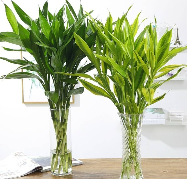 Cây phát tài cũng dễ chăm, sống tốt ở ánh sáng gián tiếp, không cần tưới quá thường xuyên. Một chậu nhỏ xinh với chậu gốm Nhật hoặc chậu mây tối giản là đủ nâng tầm cả không gian sống.