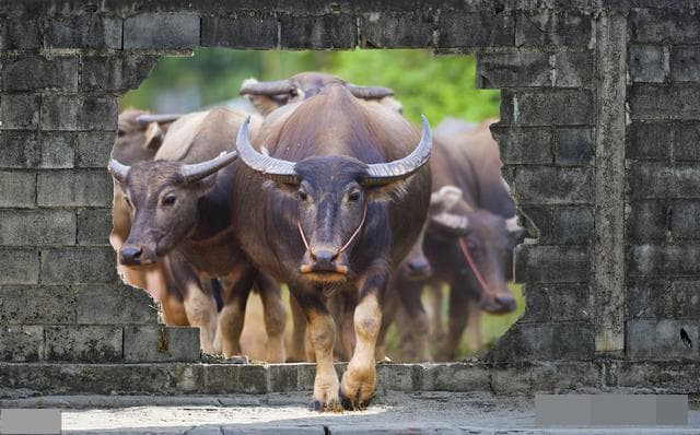 5. Trâu bò nằm rạp, bỏ ăn – trời sắp giông bão: Trâu bò có thể cảm nhận sự thay đổi áp suất, độ ẩm rất rõ. Khi thấy chúng nằm yên, không nhai lại hoặc có dấu hiệu lười vận động – đó là dấu hiệu xấu.