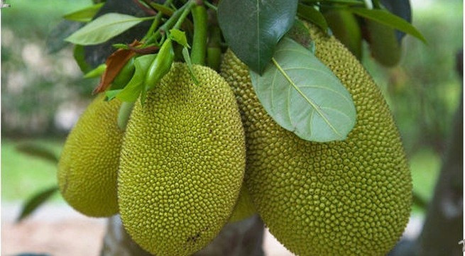 Theo các chuyên gia phong thủy, cây mít không nên trồng ở trước nhà. Lý do đầu tiên đến từ chính đặc điểm sinh trưởng của loại cây này. Mít là cây lâu năm, có khả năng phát triển rất lớn.