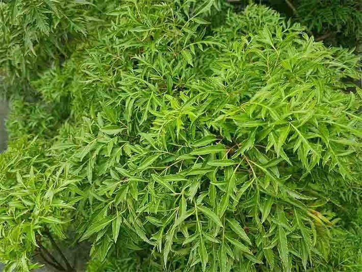 Cách chăm sóc cây đinh lăng để tránh sâu bệnh, úng rễ: Đinh lăng không cần tưới quá thường xuyên, nhưng phải kiểm soát chuột và sâu bệnh từ năm thứ 2 bằng thuốc trừ sâu lưu dẫn và biện pháp thủ công.