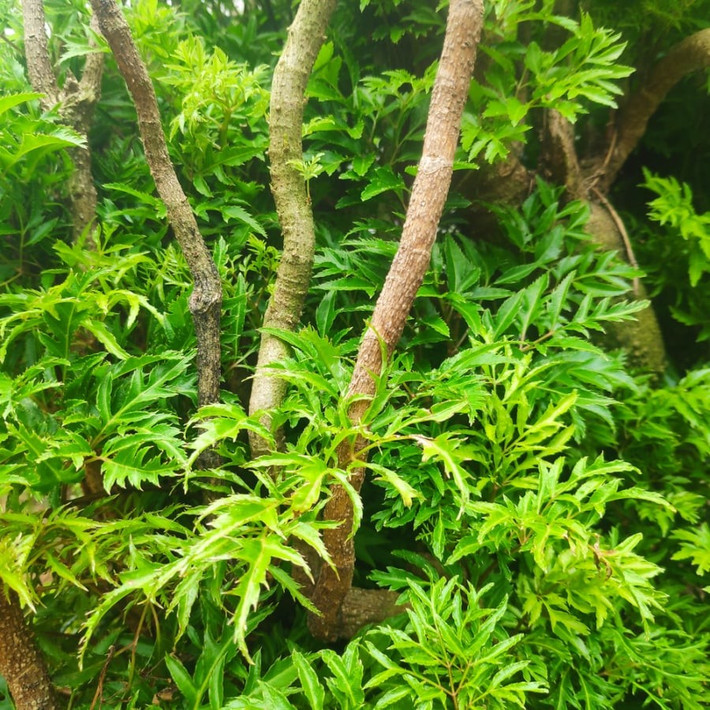 Hướng dẫn trồng cây đinh lăng đúng cách tại nhà: Bón phân NPK hoặc phân hữu cơ, lấp đất, tưới nước và phủ lớp rơm giữ ẩm. Trồng mùa xuân (từ tháng 1–4) giúp cây phát triển nhanh và khỏe mạnh.