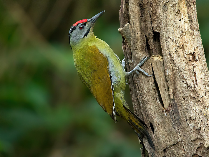 Chim gõ kiến xanh gáy đen (Picus canus) dài 30 - 34cm, là loài định cư không phổ biến đến tương đối phổ biến trong cả nước (trừ Bắc Trung Bộ). Chúng sống ở các vùng rừng trống trải, phổ biến hơn trong rừng rụng lá và rừng thông tự nhiên.