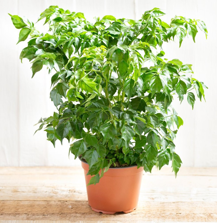 Việc đặt một chậu cây Hạnh Phúc ở không gian sinh hoạt chung được xem là cách "hóa giải" nhẹ nhàng nhưng hiệu quả.
