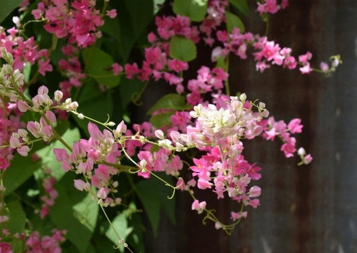 Chỉ cần đất tơi xốp và đủ ẩm, tigon dễ bén rễ và phát triển mạnh, thích hợp với người mới chơi cây cảnh hoặc muốn trang trí không gian sống.
