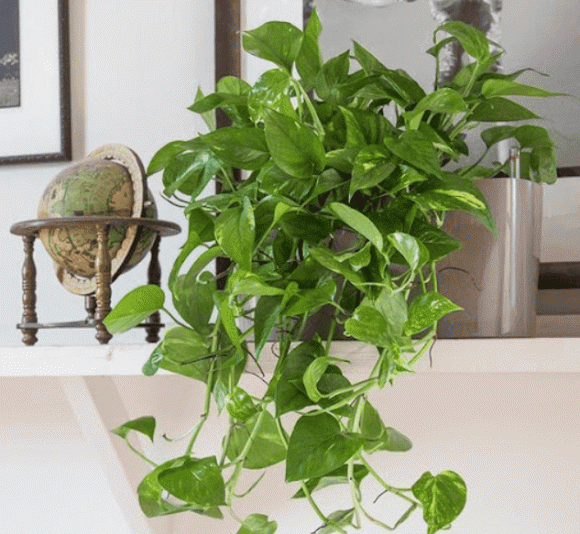 Trầu bà dễ trồng, ít sâu bệnh, sống tốt trong đất và nước. Dù là đất hay thủy sinh, cây đều phát triển tốt. Cần ánh sáng gián tiếp, tưới 2–3 lần/tuần và thay nước định kỳ nếu trồng trong bình thủy tinh.