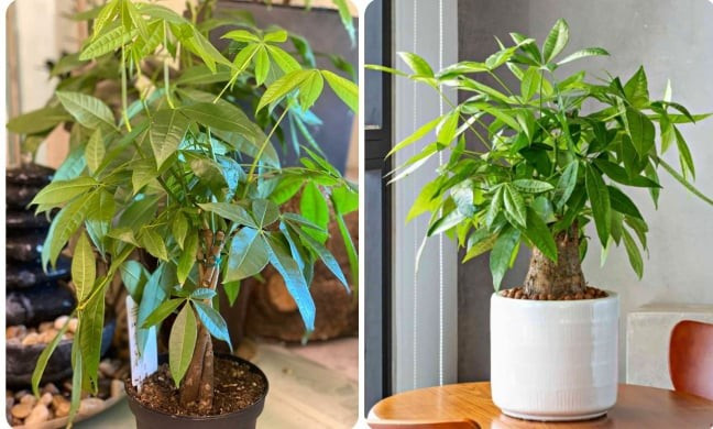 Tuy nhiên, nhiều người trồng cây cảnh kim ngân chỉ trong 1 thời gian ngắn là héo úa. Chúng có thể chết vì thối rễ vì tưới quá nhiều nước, bị phơi khô vì thiếu nước hoặc bị phân bón làm cháy dễ...