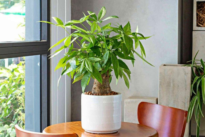 Cây cảnh này ưa sáng nhưng sợ ánh nắng mặt trời quá mạnh, ưa ẩm nhưng sợ nước tù đọng. Có thể dễ dàng tiêu diệt nó bằng nước. Do đó, mọi người khuyên nên trồng cây cảnh trúc bách hợp vì cây này chịu bóng râm, có thể đặt ở nơi có nhiều ánh sáng và thông gió trong phòng khách.