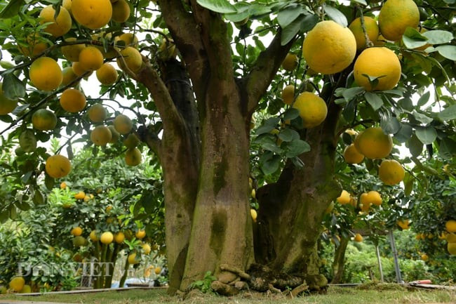 6. Cây bưởi: Cây bưởi cao vừa phải, tán tròn, dễ tạo bóng mát và không che khuất tầm nhìn, vậy nên thường được trồng ở sân trước hoặc gần cổng nhà. Quả bưởi có giá trị dinh dưỡng cao, được dùng để ăn tươi, làm gỏi, tráng miệng hay ép nước, và cũng là loại quả không thể thiếu trong mâm ngũ quả ngày Tết.