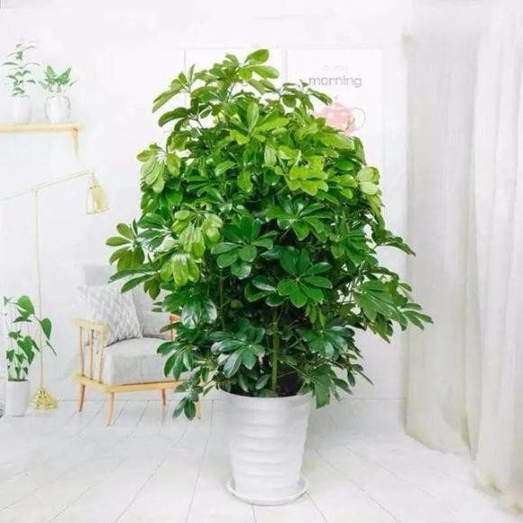 Lá cây đan xen vàng – xanh mang vẻ đẹp độc đáo, hợp đặt ở phòng khách, bàn làm việc. Ngũ gia bì vừa dưỡng khí vừa dưỡng tâm, rất đáng để sở hữu.